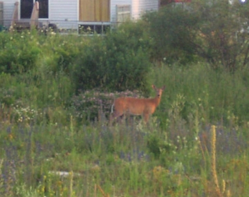 Deer Out Front July 8th 2006